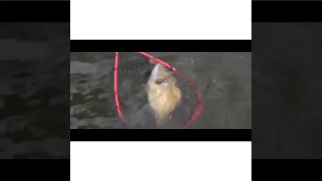 Daiwa. Скоро. Рыболовные-снасти.рф смотреть онлайн