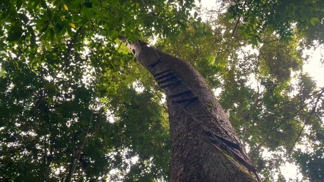 Krabi Dog Vlogs: Traveling with 2 Dogs, the cute hiding place смотреть онлайн