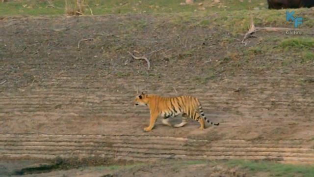 Тигры: мощь и красота дикой природы. Тигр в деле. Битвы тигра против кабана, медведя, быка. смотреть онлайн