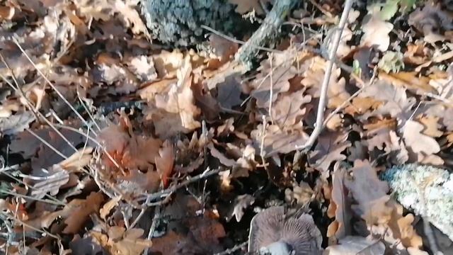 КРЫМ. СУДАК. МЕГАНОМ. Сезон сбора шампиньонов в разгаре. Сегодня 18 декабря 2022 смотреть онлайн