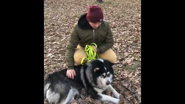 Обзор ошейника с поводком от Trixie смотреть онлайн