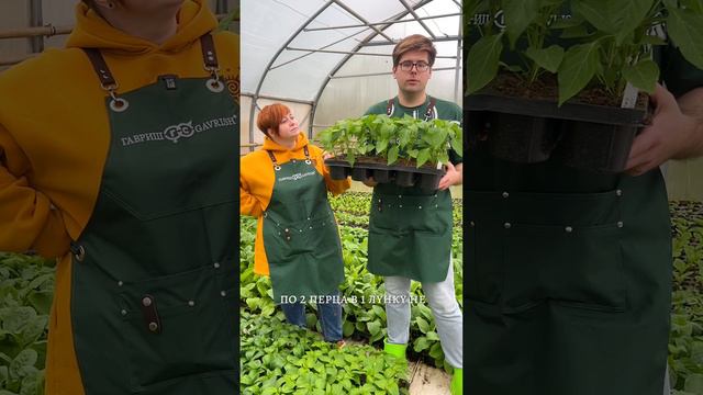 СКОЛЬКО ПЕРЦЕВ САЖАТЬ? смотреть онлайн