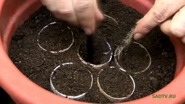 Размножаем растения кусками корней смотреть онлайн