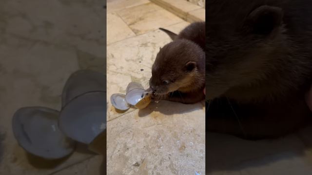 Чем питаются домашние выдры смотреть онлайн