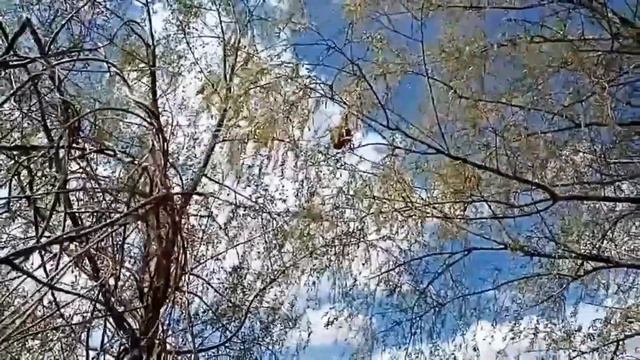 "Кстати о птичках...многоженцы нашего района. Ремез" смотреть онлайн