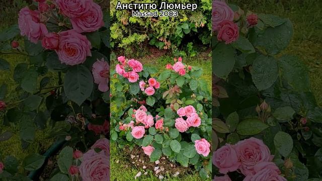 Роза Анститю Люмьер в продаже! 2.08.23 смотреть онлайн