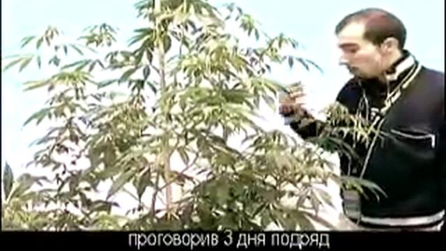 Green House Seed Arjan's Haze#1 Grow With Russian Subtitles