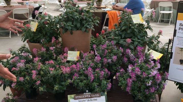 Variedades sugeridas para Calor Syngenta /Guaqueta Trading смотреть онлайн