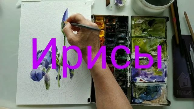 Рисуем синеневые ирисы акварелью. смотреть онлайн