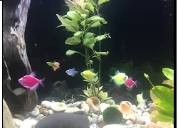 Избавляемся от мутной воды в аквариуме. смотреть онлайн