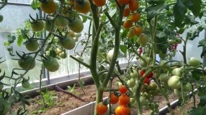 Томат Волшебная Арфа в списке на посадку в 2024 году