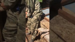 Обработка копыт овец Голден Ламб