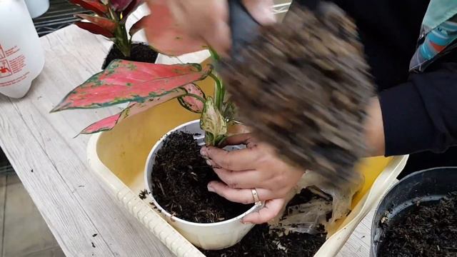 MENANAM TANAMAN AGLAONEMA!! SEMPROT B1 NYOOK! смотреть онлайн
