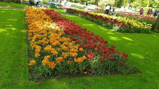Keukenhof Garden,Lisse Netherlands | Keukenhof lente serie 2021 | Keukenhof Virtually Open смотреть онлайн