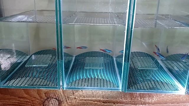 Голубой неон разведение Первый нерест голубого неона