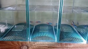 Голубой неон разведение Первый нерест голубого неона