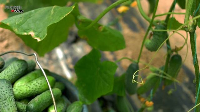 ПУСТОЦВЕТ НА ОГУРЦАХ! СДЕЛАЙТЕ ЭТО И БУДЕТЕ СОБИРАТЬ ОГУРЦЫ ЯЩИКАМИ смотреть онлайн