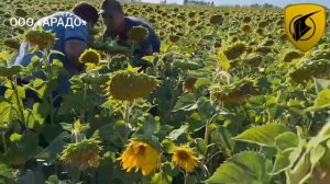 Гибрид подсолнечника F1 Фортуна