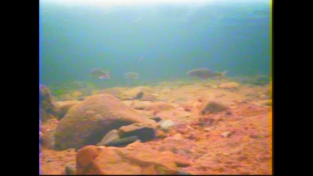 природа и рыбалка Верхнебуреинский р-он. смотреть онлайн