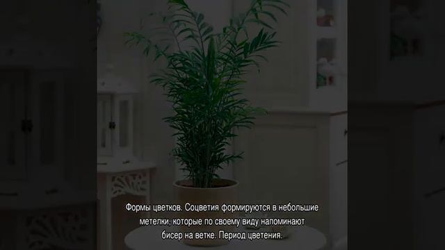 Цветок хамедорея — уход в домашних условиях