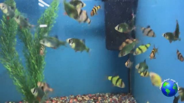 Барбус аквариумная рыбка: уход и содержание