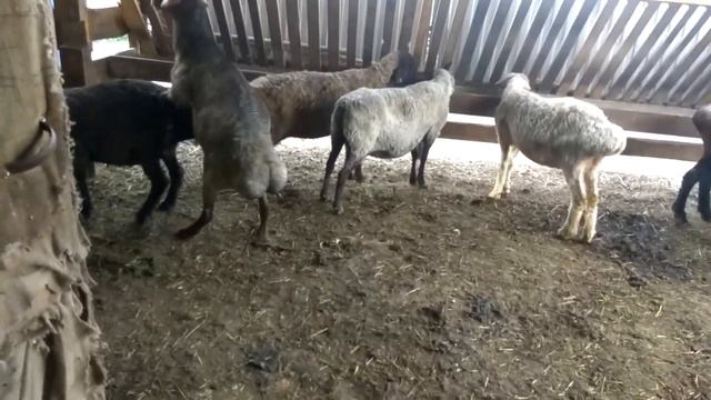Рассказ про овец!!! #ягнята #бараны #овцематки #овцеводство #окот #курдючные #романовские #курдюк смотреть онлайн