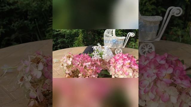 Чёрный пти-брабансон, кобель, возраст- 1 месяц. смотреть онлайн