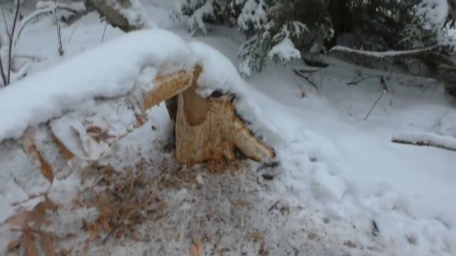 на бобра капканами зима 2018г смотреть онлайн