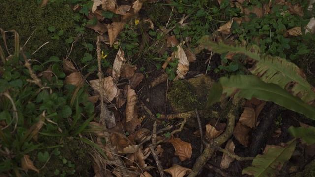 Pixies love Flying Saucers смотреть онлайн