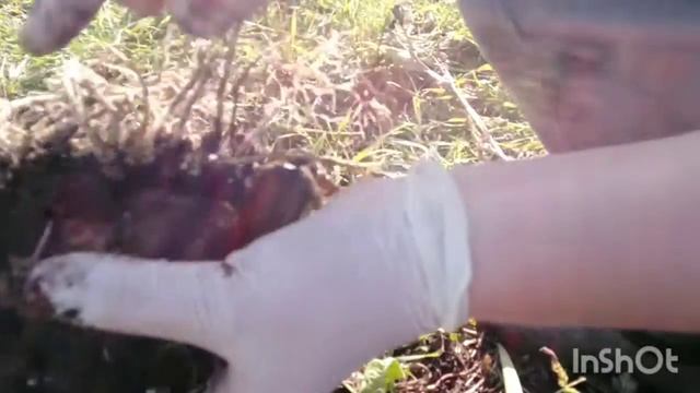 Как размножить Ирисы и посадить под зиму. смотреть онлайн