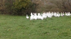Холмогорские гуси в Курской области у Батищева Алексея Николаевича.