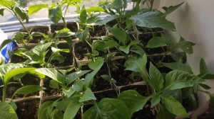 Вылечил рассаду перцев от скручивания листа.