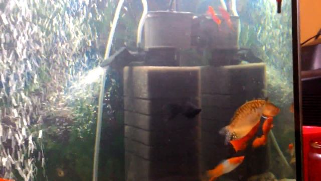 Моллинезия беременна? смотреть онлайн