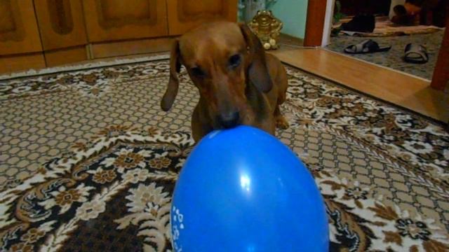 Такса играет