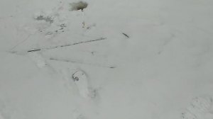 Косынка, экран, телевизор. Зимняя рыбалка 2023