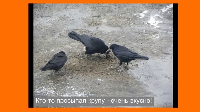 ГРАЧИ прилетели