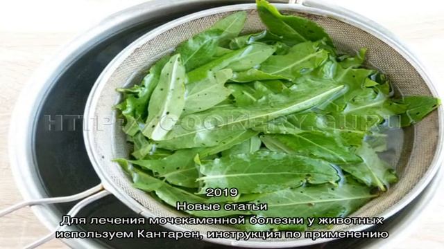 Обязательно делаем посадку и обеспечиваем уход за щавелем в открытом грунте смотреть онлайн