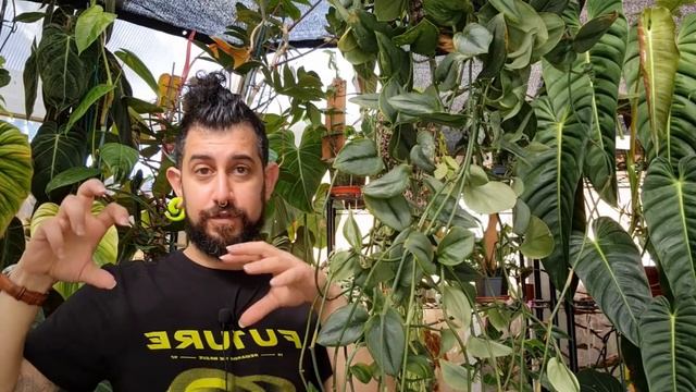 Scindapsus Trebuii Moonlight Review | 3 Years Later | Warts And All смотреть онлайн