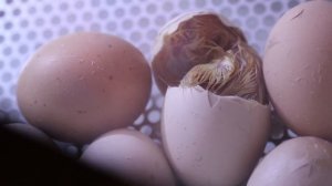 Наш первый опыт вывода цыплят в инкубаторе OVO-78. Результаты.