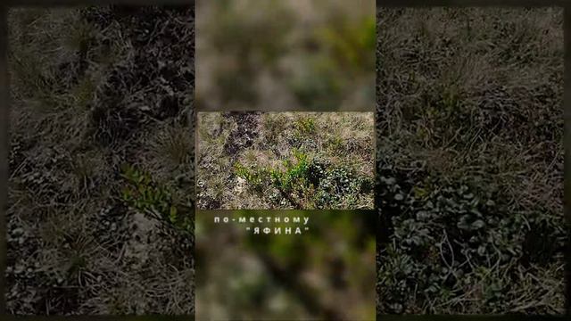 Другая Гора : странные ягоды // Закарпатский Одесссит // смотреть онлайн