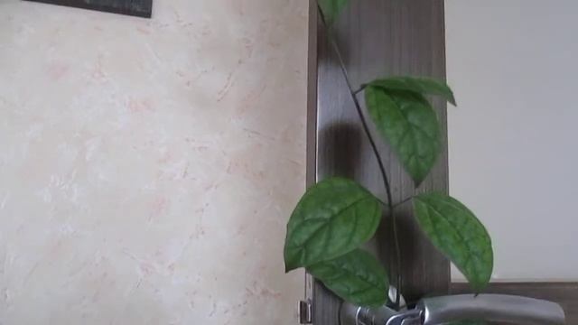 Комнатные цветы фиалка и Клеродендрум.??? смотреть онлайн