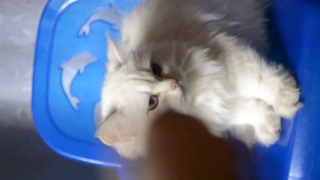 Британские котята окрас серебристая шиншилла-пойнт смотреть онлайн