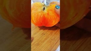 дегустация томата"Золотой ананас"