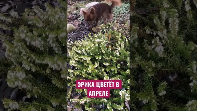 Эрика Старлет #garden #садсвоимируками смотреть онлайн