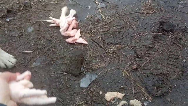 Вкусный обед для семейства!!! смотреть онлайн