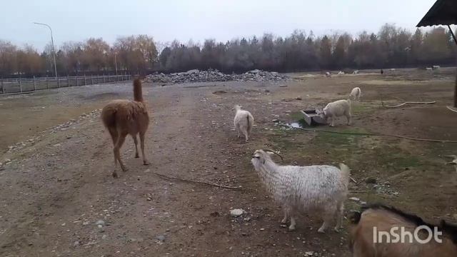 Сафари Парк, 8 озёр, Алматы 2022г смотреть онлайн