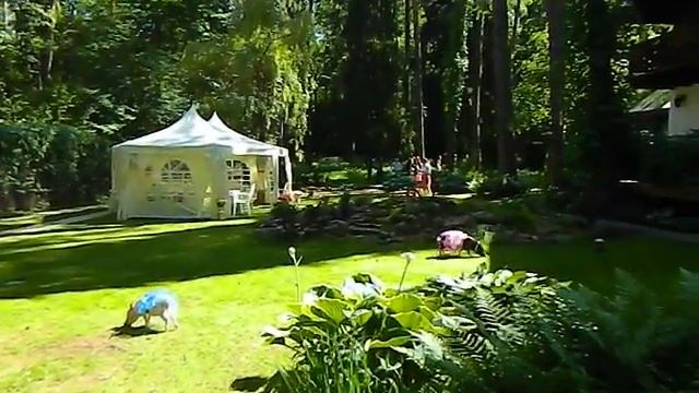 Мини пиг на праздник, на свадьбу, 8(965)380-13-11 Москва Www.zooteatr.ru