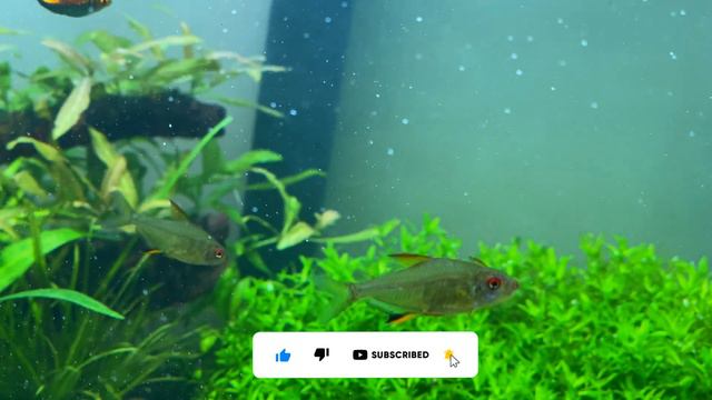 Путешествие в мой растительный аквариум. Journey to my planted aquarium. смотреть онлайн