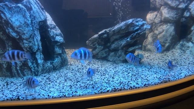 Cyphotilapia Frontosa Moba 7-8 cm смотреть онлайн