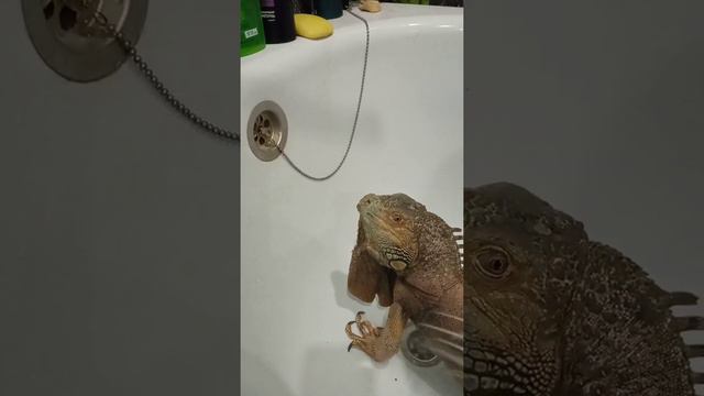 Игуана купается смотреть онлайн